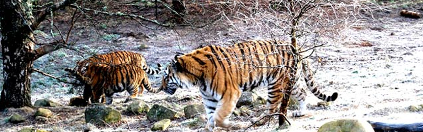 https://mstourandtravelers.in/packages/1763187293_wildlifetourbanner.jpg